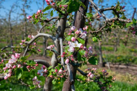 Foto de Primavera rosa flor de manzanos en huerto, región frutal Haspengouw en Bélgica, primer plano, cielo azul - Imagen libre de derechos
