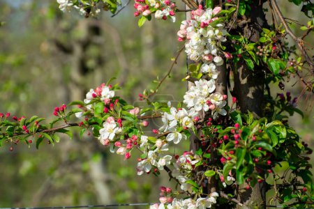 Foto de Primavera rosa flor de manzanos en huerto, región frutal Haspengouw en Bélgica, primer plano, cielo azul - Imagen libre de derechos