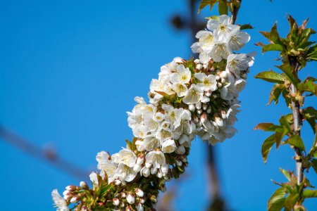 Foto de Flor primaveral de cerezos en huerto, región frutal Haspengouw, Sint-Truiden, Bélgica, paisaje natural - Imagen libre de derechos