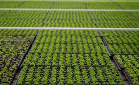Cultivo de diferentes plantas de helecho verde en invernadero en Westland, Holanda del Norte, Países Bajos. Industria de la flora,