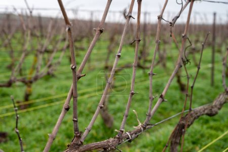 Téléchargez les photos : Vue sur les vignobles de Champagne gran cru pinor noir près du village de Bouzy en hiver, Champagne, France - en image libre de droit