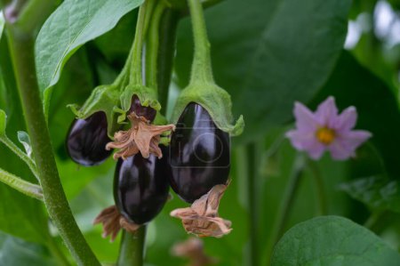 Ferme de serre biologique néerlandaise avec rangées d'aubergines aux légumes violets mûrs et fleurs violettes, agriculture aux Pays-Bas