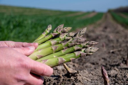 Téléchargez les photos : Mains de travailleurs avec un bouquet d'asperges vertes poussant sur un champ agricole bio dans le Limbourg, Belgique, nouvelle récolte - en image libre de droit