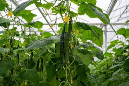 Photo for Young green cucumbers vegetables hanging on lianas of cucumber plants in green house, agriculture in the Netherlands - Royalty Free Image