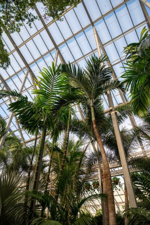 Cultivation of differenent green tropical and exotic indoor palms and evergreen plants in glasshouse in Westland, North Holland, Netherlands. Flora industry.