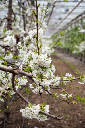 Photo for Rows of cherry trees with white blossom in fruit orchard greenhouse with protection sytem from birds in sunny spring day, Betuwe, Netherlands - Royalty Free Image