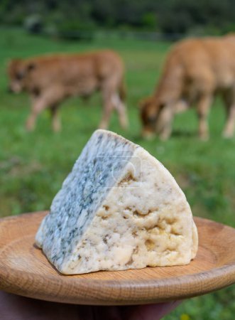 Téléchargez les photos : Dégustation de Cabrales, fromage bleu fabriqué par des producteurs laitiers ruraux des Asturies, Espagne à partir de lait de vache non pasteurisé mélangé avec du lait de chèvre ou de brebis petite zone de production Picos de Europa - en image libre de droit