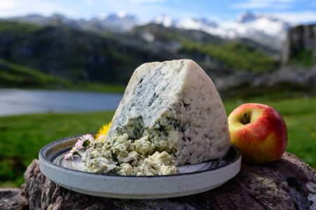 Dégustation de Cabrales, fromage bleu fabriqué par des producteurs laitiers ruraux des Asturies, Espagne à partir de lait de vache non pasteurisé mélangé avec du lait de chèvre ou de brebis petite zone de production Picos de Europa