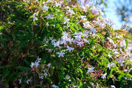 Photo for Botanical collection of medicinal and climbing plants, Jasminum officinale, jasmine plant in blossom. - Royalty Free Image