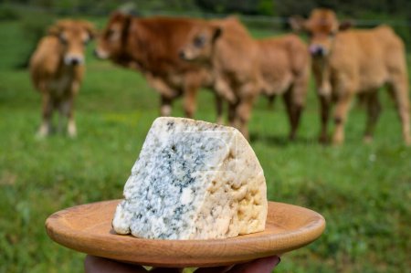 Téléchargez les photos : Cabrales, fromage bleu artisanal fabriqué par des producteurs laitiers ruraux des Asturies, Espagne à partir de lait de vache non pasteurisé ou mélangé avec du lait de chèvre ou de brebis dans les Picos de Europa. Vue sur vaches et pâturages - en image libre de droit