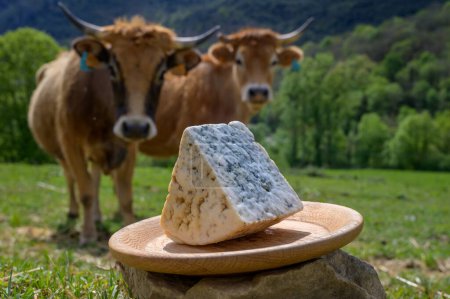 Téléchargez les photos : Cabrales, fromage bleu artisanal fabriqué par des producteurs laitiers ruraux des Asturies, Espagne à partir de lait de vache non pasteurisé ou mélangé avec du lait de chèvre ou de brebis dans les Picos de Europa. Vue sur vaches et pâturages - en image libre de droit
