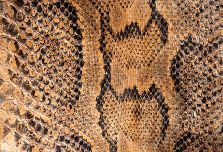 Téléchargez les photos : Véritable véritable fond de peau de serpent python, animaux exotiques confisqués à la frontière par la douane, interdits d'entrée en Europe. - en image libre de droit