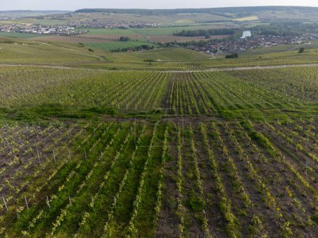 Photo for Panoramic aerial view on green premier cru champagne vineyards and fields near village Hautvillers and Cumieres and Marne river valley, Champange, France - Royalty Free Image