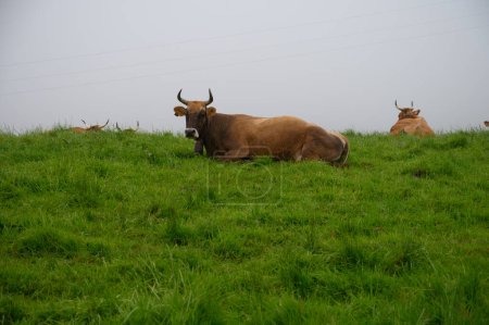 Foto de Vacas cantábricas pardas pastando en pastos, Valle de Liebana, Cantabria, España. - Imagen libre de derechos
