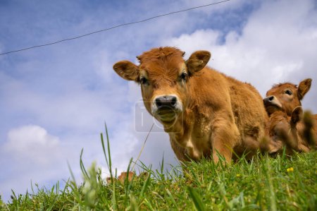 Téléchargez les photos : Vaches asturiennes brunes, bétail avec petits veaux sur pâturage d'herbe verte, Picos de Europe, Los Arenas, Asturies, Espagne, gros plan - en image libre de droit