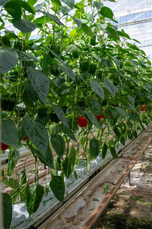 Téléchargez les photos : Gros poivrons mûrs, plantes de paprika rouge poussant dans une serre en verre, agriculture biologique aux Pays-Bas - en image libre de droit