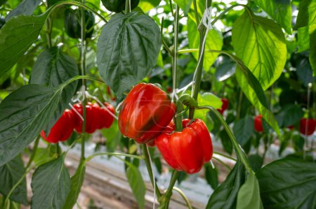 Téléchargez les photos : Gros poivrons mûrs, plantes de paprika rouge poussant dans une serre en verre, agriculture biologique aux Pays-Bas - en image libre de droit