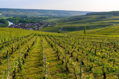 Photo for Panoramic view on green premier cru champagne vineyards and Marne river in village Cumieres near Epernay, Champange, France - Royalty Free Image