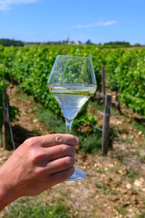 Foto de Copa de vino blanco de los viñedos de la denominación Pouilly-Fume, cerca de Pouilly-sur-Loire, Borgoña, Francia. - Imagen libre de derechos