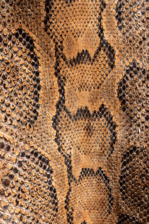 Foto de Fondo de piel de serpiente de pitón genuina real, animales exóticos confiscados por la frontera por costumbre, prohibidos de entrada en Europa - Imagen libre de derechos