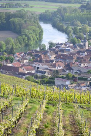 Photo for Panoramic view on green premier cru champagne vineyards and Marne river in village Cumieres near Epernay, Champange, France - Royalty Free Image
