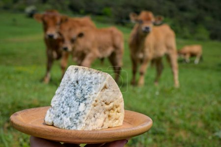 Téléchargez les photos : Cabrales, fromage bleu artisanal fabriqué par des producteurs laitiers ruraux des Asturies, Espagne à partir de lait de vache non pasteurisé ou mélangé avec du lait de chèvre ou de brebis avec des montagnes Picos de Europa sur fond - en image libre de droit