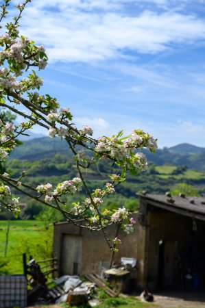Téléchargez les photos : Pommiers dans les Asturies, fleur blanche printanière de pommiers, production de cidre célèbre dans les Asturies, région de Comarca de la Sidra, Espagne. - en image libre de droit