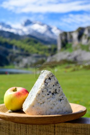 Photo for Cabrales, artisan blue cheese made by rural dairy farmers in Asturias, Spain from unpasteurized cows milk or blended with goat or sheep milk in Picos de Europa. View on cows and pasture - Royalty Free Image
