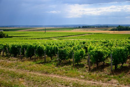 Viñedos de la denominación Pouilly-Fume, elaboración de vino blanco seco a partir de uvas sauvignon blanc que crecen en diferentes tipos de suelos, Francia