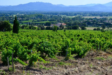 Photo for Vineyards of Chateauneuf du Pape appelation with grapes growing on soils with large rounded stones galets roules, lime stones, gravels, san - Royalty Free Image