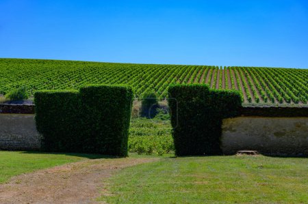 Téléchargez les photos : Région viticole de Poully-fume en Bourgogne, France sur la Loire près du village de Poully-sur-Loire avec château, vignobles vallonnés en été, France - en image libre de droit