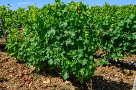 Téléchargez les photos : Vignobles de l'appellation Pouilly-Fume, vinification de vin blanc sec à partir de raisins blancs de sauvignon poussant sur différents types de sols, France - en image libre de droit