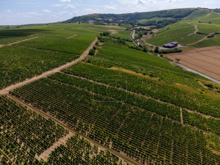 Luftaufnahme der grünen Weinberge rund um das Winzerdorf Sancerre, Reihen von Sauvignon-Blanc-Trauben auf Hügeln mit unterschiedlichen Böden, Cher, Loire-Tal, Frankreich