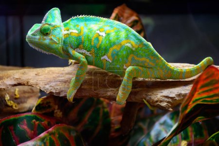 Téléchargez les photos : Chamaeleo calyptratus reptile coloré en gros plan à vendre dans le zoo shop - en image libre de droit