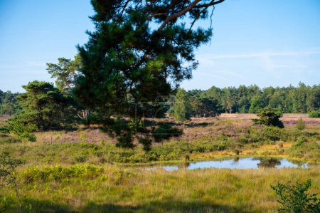 Wald und Seen an einem sonnigen Sommermorgen im Naturschutzgebiet De Malpie in der Nähe von Eindhoven, Nordbrabant, Niederlande. Naturlandschaften in Europa.