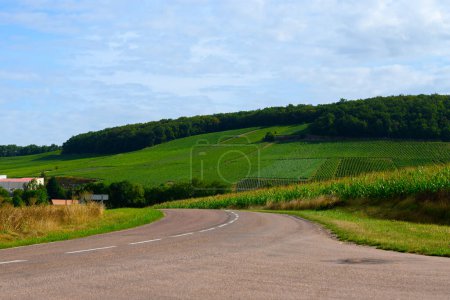 Photo for Hills with vineyards near Urville, champagne vineyards in Cote des Bar, Aube, south of Champange, France - Royalty Free Image