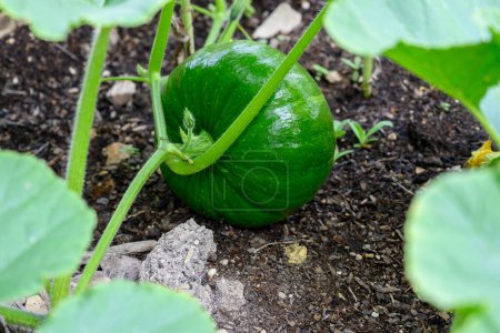 Photo for Open air plantation of green unripe punpkin vegetables ready to harvest, eco-friendly organic farming close up - Royalty Free Image