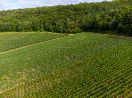 Photo for Aerial view on hills with vineyards near Urville, green champagne vineyards in Cote des Bar, Aube, south of Champange, France in summer - Royalty Free Image