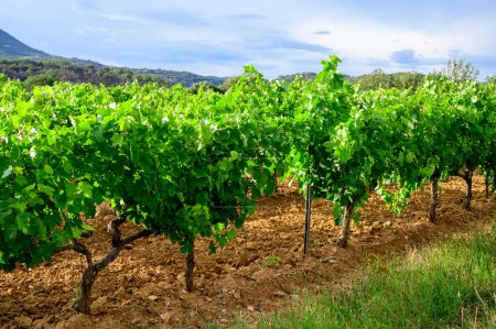 Photo for View on green grand cru vineyards Cotes de Provence, production of dry rose wine near Grimaud village, Var, France - Royalty Free Image
