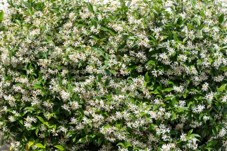 Photo for Botanical collection of medicinal and climbing plants, Jasminum officinale, jasmine plant in blossom, Provence, France. White flowers background - Royalty Free Image