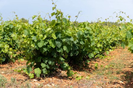 Téléchargez les photos : Raisins de vin rouge et rose français en rangée, domaine Costières de Nîmes AOP ou vignobles du château est l'été, France - en image libre de droit