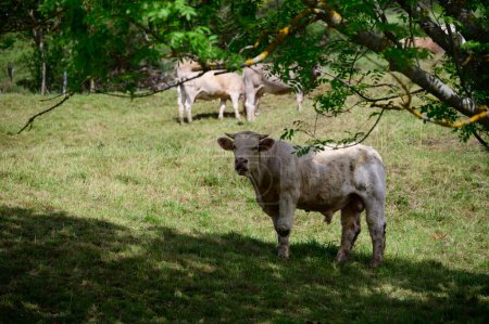 Foto de Vacas cantábricas pardas pastando en pastos, Valle de Liebana, Cantabria, España. - Imagen libre de derechos