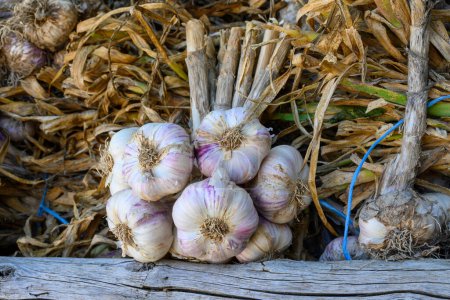 Foto de Nueva cosecha de ajo violeta aromático orgánico fresco en el pequeño pueblo de Piolenc, Vaucluse, Provenza, Francia - Imagen libre de derechos