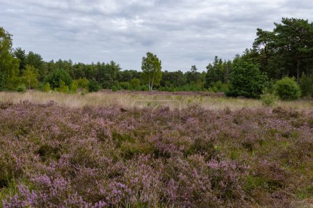 Photo for Nature background, green lung of North Brabant, pink blossom of heather plants in Kempen forest in August, the Netherlands - Royalty Free Image