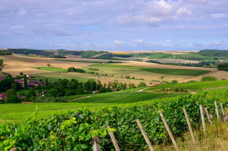 Photo for Hills with vineyards in Urville, champagne vineyards in Cote des Bar, Aube, south of Champange, France - Royalty Free Image