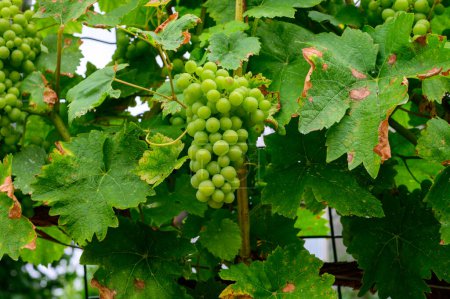 Photo for Upripe green grapes on champagne vineyards in Cote des Bar, south of Champange region, France - Royalty Free Image