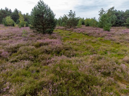 Photo for Nature background, green lung of North Brabant, pink blossom of heather plants in Kempen forest in August, the Netherlands - Royalty Free Image