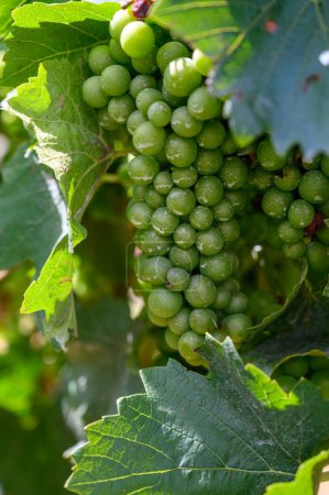 Upripe green grapes on champagne vineyards in Cote des Bar, Aube, south of Champange region, France