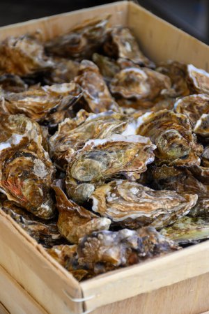 Fresh french Gillardeau oysters molluscs in wooden box ready to eat close up, Normandy coast