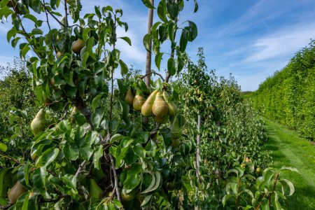Photo for Green organic orchards with rows of Conference pear trees with ripe fruits in Betuwe, Gelderland, Netherlands, ready to harvest in september - Royalty Free Image